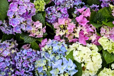 Hortensias: flores en muchos colores diferentes.