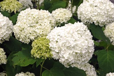 Cortar vigorosamente la hortensia bola de nieve 