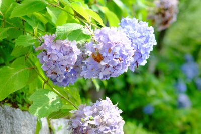 ¿cómo la apoyas?, La hortensia se retuerce