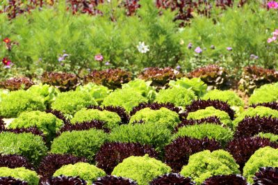 Se busca póster con consejos para pequeños árboles de hoja perenne.