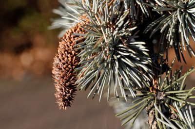 Plantar lirios correctamente: los consejos más importantes