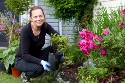 Propagación, plantas, Azalea japonesa - ubicación