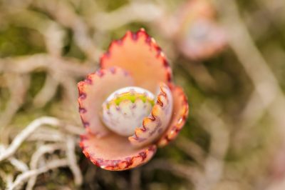 Cuidado adecuado del Kalanchoe Humilis.