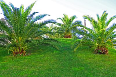 Consejos para cuidar una palmera canaria