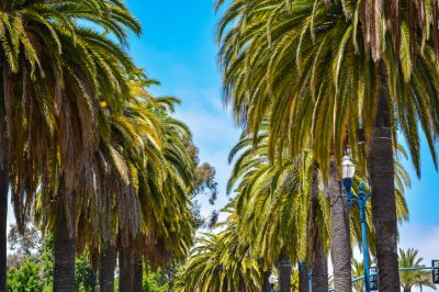 Hojas marrones en la palmera canaria