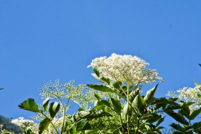 Refino de cerezos: una tarea exigente