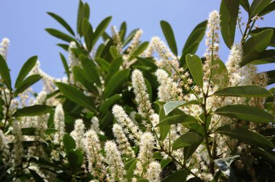 ¿Qué hacer si se han deshuesado las hojas del laurel cereza?