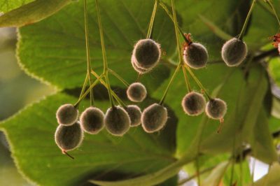 Causas de los márgenes y puntas de las hojas marrones en el laurel cereza