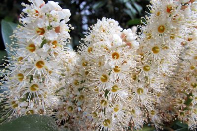 ¿Qué tan rápido es el laurel cereza?