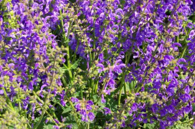 Cómo plantar amapolas de maíz: los mejores consejos