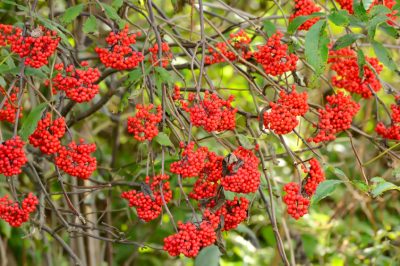 Plantar rosas trepadoras nobles correctamente