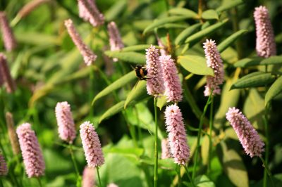 Plantar y cuidar knotweed