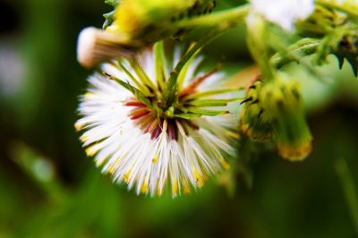 Cúrcuma: datos interesantes sobre las hojas de esta planta versátil