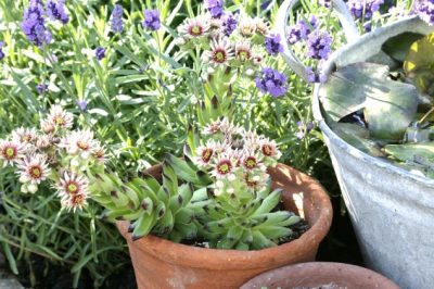 ¿La lavanda prospera en la caja del balcón?