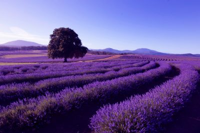 Variedades de lavanda de bajo crecimiento