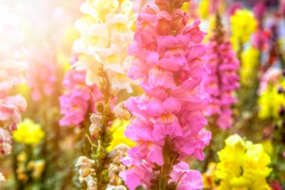 Embajadores florales de la alegría del jardín de verano: las boca de dragón de fácil cuidado