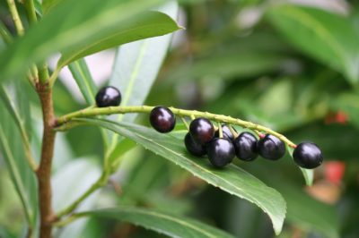 ¡Cuidado con el laurel de cereza venenoso!