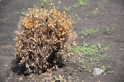 ¿Cuándo tiene su mejor momento la pulmonaria?