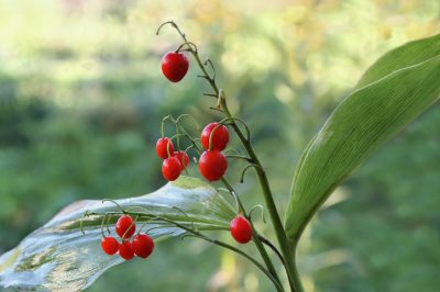 El lirio de los valles da frutos rojos., Desde agosto