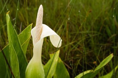 Cómo quitar los lirios del valle de tu jardín