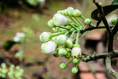 Cortar correctamente un árbol de mandarina