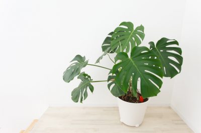 Trasplantar una Monstera de forma fácil: así es como funciona