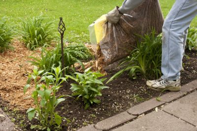 Cortar raíces de orquídeas: cuándo y cómo hacerlo bien