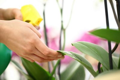 Cuidar adecuadamente la orquídea Phalaenopsis: una guía para una actitud rica en flores