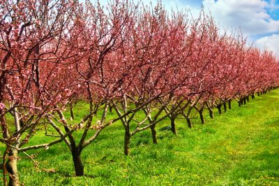 ¿Por qué no crece la hierba de la pampa?