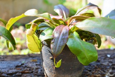 Plantar la planta del loro: ¿cómo hacerlo bien?