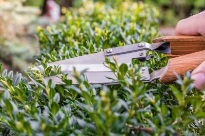 Pasiflora: plantas exóticas y de fácil cuidado para balcones y patios