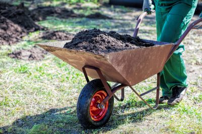 Cultivo de pimienta real a partir de semillas