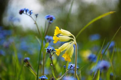 Con qué y cómo?, cuándo, Fertilizar peonías: ¿con qué frecuencia