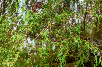 Plantas que te ayudarán a combatir las malas hierbas