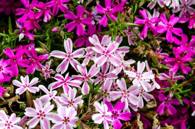 Phlox no es solo phlox: las diferentes variedades