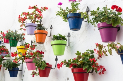 Cuida adecuadamente la hortensia de panícula en el cubo.