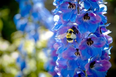 Plantar y cuidar delphinium (delphinium)