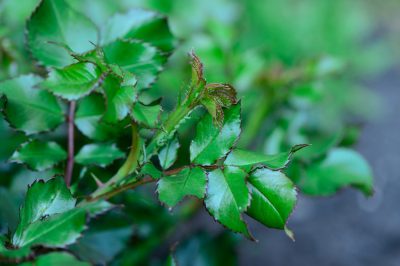 Cuidado de las rosas en primavera