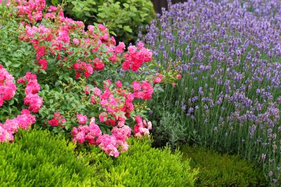 Planta rosas con hierbas y flores de verano