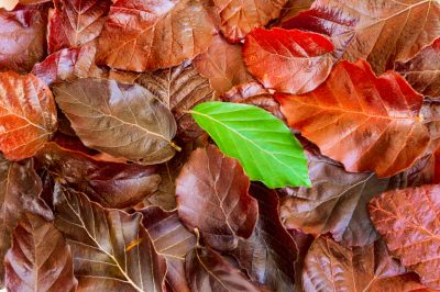 Haya europea y haya cobriza: ¿en qué se diferencian las especies?