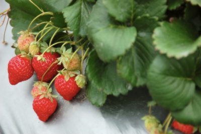 Plantar una cereza dulce: ¿cómo te va bien?