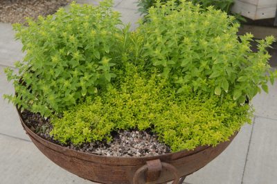 Combatir eficazmente las plagas en la salvia: así es como funciona