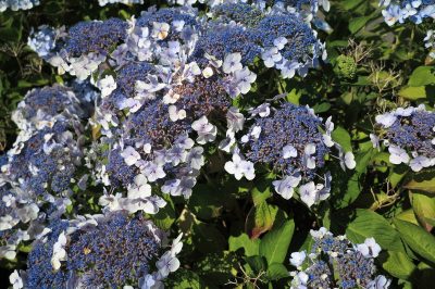 No podes la hortensia de terciopelo anualmente.