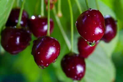 Plantar la cereza ácida: así es como se hace