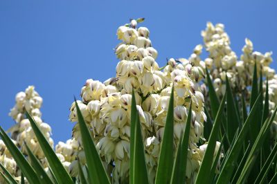 Propaga las flores de la cama de ajedrez con semillas tú mismo