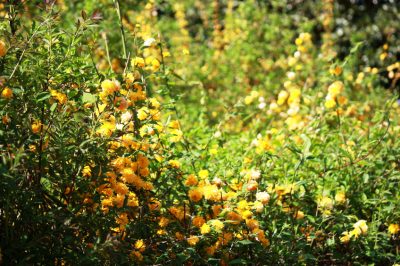 Planta la milenrama en tu propio jardín