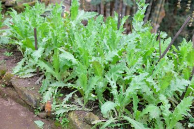 Amapolas de opio en el jardín: ¿existen alternativas legales?