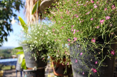 ¿Es resistente la gypsophila?