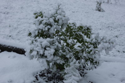 ¿Cómo lucho contra los piojos en el arbusto de bolas de nieve?