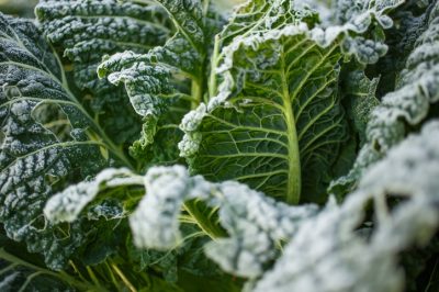 Cosechar varias veces - cultivar lechuga, Sembrar una vez